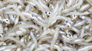 しらすの美味しい保存法とおすすめお取り寄せ店舗完全ガイド - しらす屋